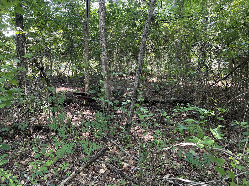 wooded area