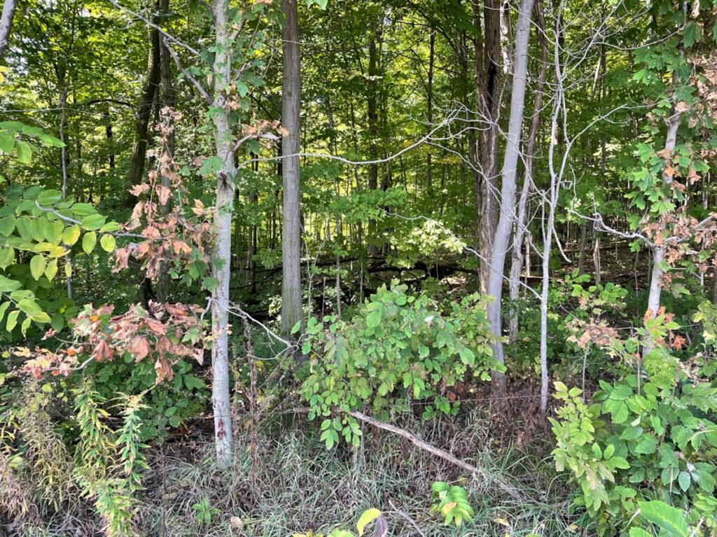 The woods along Olive Trail in southern Marshall County where Darlene’s body was found