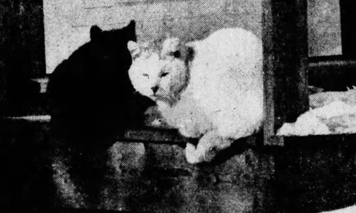 A photo of Myrtle’s neighborhood cats waiting to be fed after her murder, published in the Star Tribune in December of 1981.